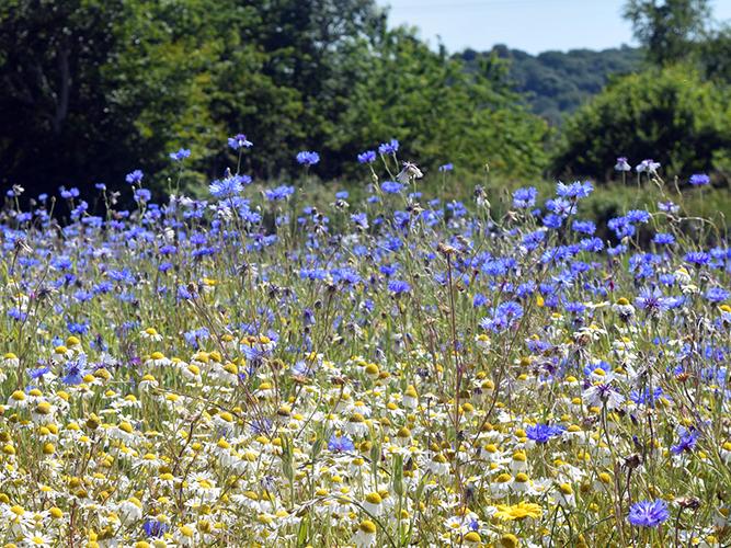 Pro Flora 1 - Cornfield Annuals